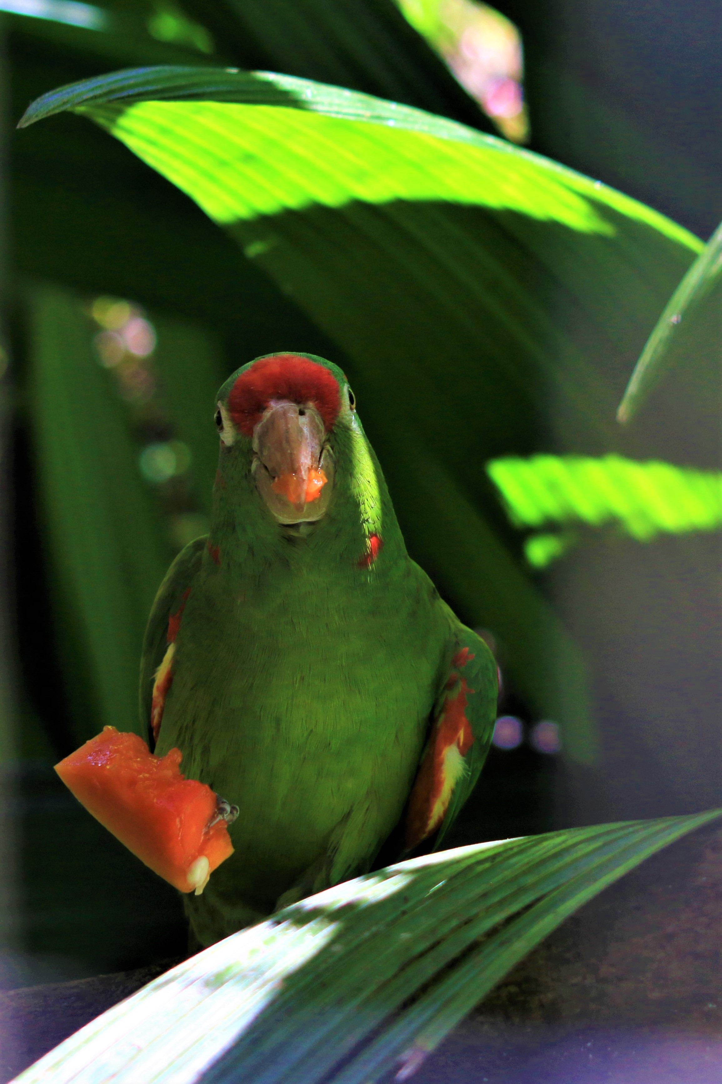 Costa Rica